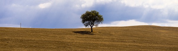 Tuscany Tree Téléchargement Numérique