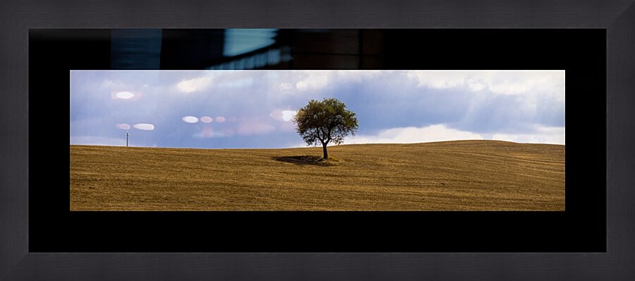 Tuscany Tree  Impression encadrée