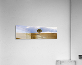 Tuscany Tree  Acrylic Print