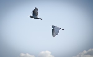 Birds duo