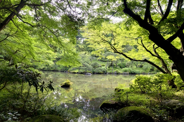 Tokyo Garden Digital Download