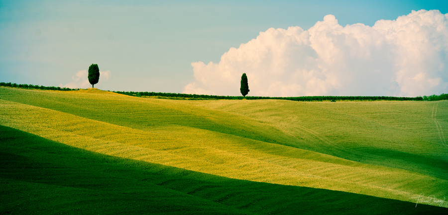 Tuscany Curves  Print