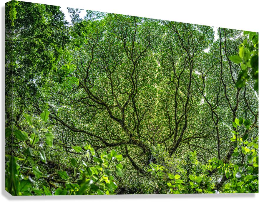 Costa Rica  Canvas Print