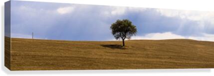 Tuscany Tree  Canvas Print