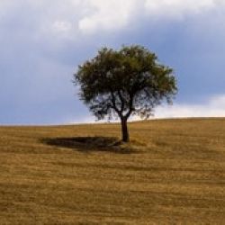 Tuscany Tree