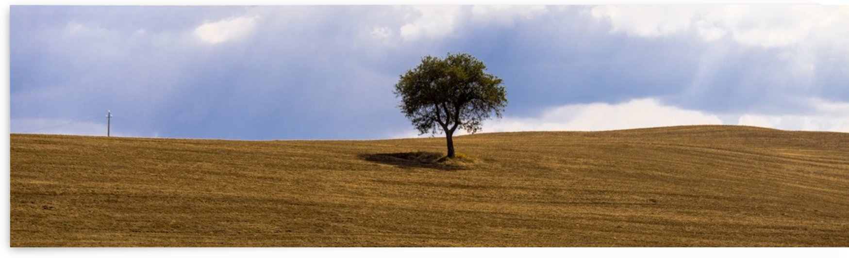 Tuscany Tree by Fabien Dormoy