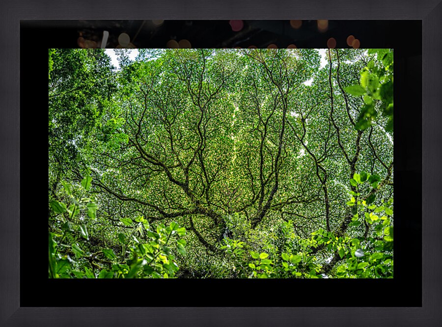 Costa Rica  Framed Print Print