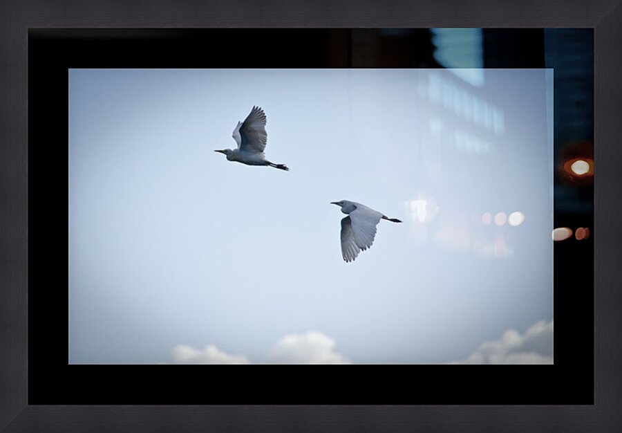 Birds duo  Impression encadrée