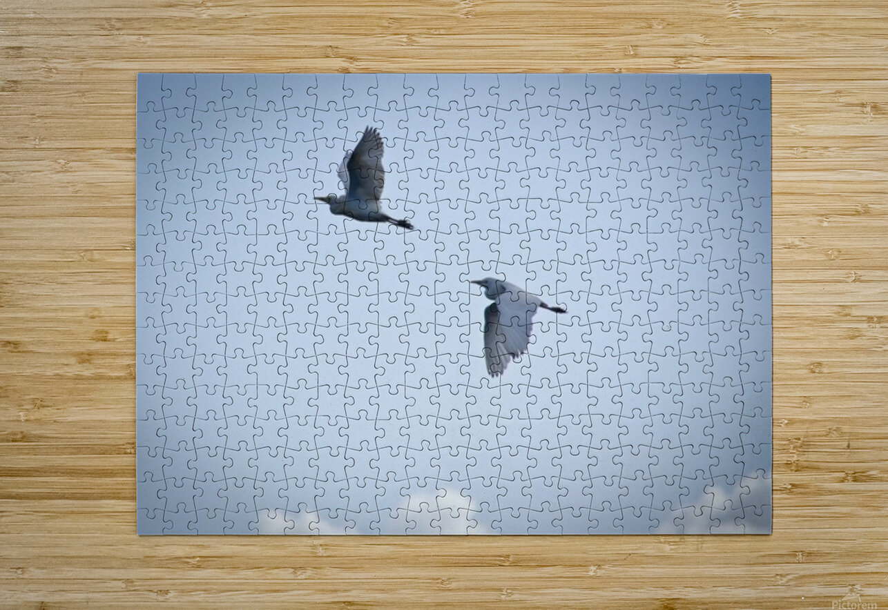 Birds duo  HD Metal print with Floating Frame on Back